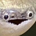 whoa fish Slack emoji