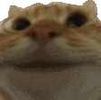 cat nodding Slack emoji