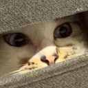 sus cat Slack emoji
