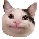 polite cat Slack emoji
