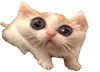 catshocked Slack emoji