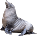 sea lion Slack emoji