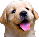 puppy Slack emoji