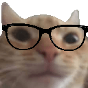 nerd cat Slack emoji