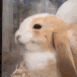 bunny smile Slack emoji