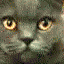 cat glare Slack emoji
