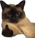 middlefinger cat Slack emoji