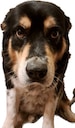 sad dog Slack emoji