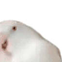 pogbirb Slack emoji