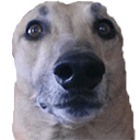 viktor greyhound dog Slack emoji