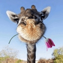 giraffe Slack emoji