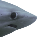 shark side eyeq Slack emoji