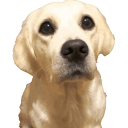 please gib treats dog Slack emoji