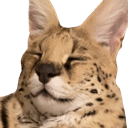 cateyesclosed Slack emoji