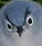 angybluebird Slack emoji