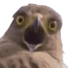 birdywat Slack emoji