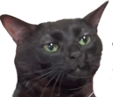 unimpressed cat Slack emoji
