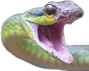 angrysnekkkkkk Slack emoji