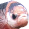 fishyfishy Slack emoji