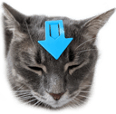 avatarcat Slack emoji