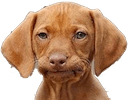 disappointed dog Slack emoji
