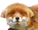 foxhappyq Slack emoji