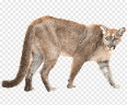 puma argentino Slack emoji