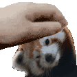 petrdpanda Slack emoji