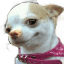 small dog sad face Slack emoji