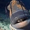 shark smile teethq Slack emoji