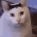 huh cat Slack emoji