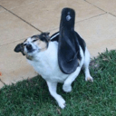 flipflopdog Slack emoji