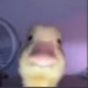 therockyduckq Slack emoji