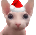 christmas catq Slack emoji