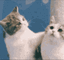 catkissesq Slack emoji