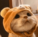 cutecatq Slack emoji