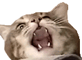 jonas yassing Slack emoji