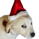 dogsantaq Slack emoji