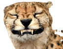 cheetahsmileq Slack emoji