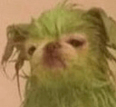 green dog1q Slack emoji