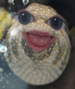 weird fishq Slack emoji