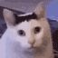 huhcat Slack emoji