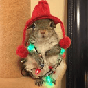 christmassquirrelq Slack emoji