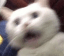 catscaredq Slack emoji