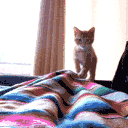 kitty pounce Slack emoji