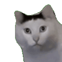 huh cat big Slack emoji