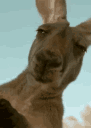 kangarooq Slack emoji