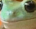 frog q Slack emoji