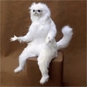 wtf cat Slack emoji