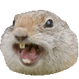 screechq Slack emoji